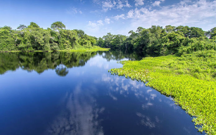 Corte Suprema ordena protección inmediata de la Amazonía Colombiana