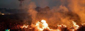 REPAM sobre incendios en la Amazonía: “Que se ponga fin a esta situación”