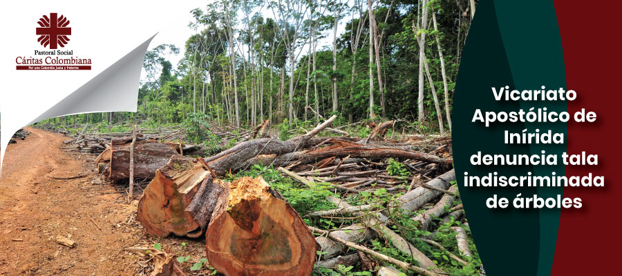 Vicariato Apostólico de Inírida denuncia tala indiscriminada de árboles -  Cáritas Colombiana - SNPS