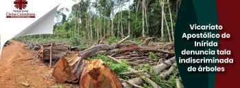 Vicariato Apostólico de Inírida denuncia tala indiscriminada de árboles
