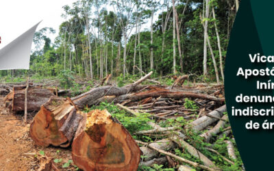 Vicariato Apostólico de Inírida denuncia tala indiscriminada de árboles