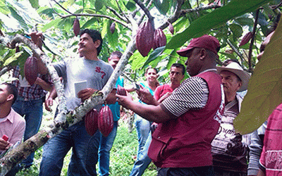 Campesinos de Santander se capacitan en cultivo de cacao